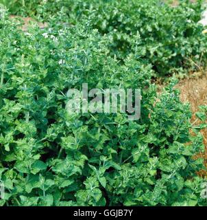 Mint - Curly - (Mentha spicata `Crispa')   HER048904 Stock Photo